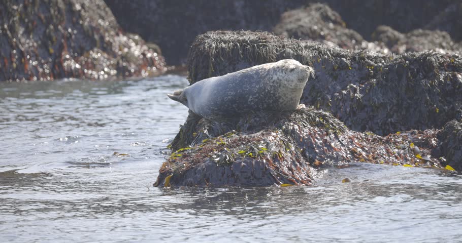 A grey harbor seal lounges on a seaweed covered rock in shallow coastal water, resting peacefully against a rocky shoreline.
