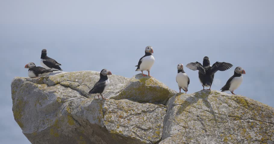 Several puffins perch on a mossy rock by the ocean under a pale sky.