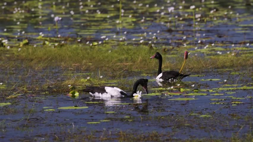 couple of Magpie Geese - Anseranas Semipalmata wading and  grazing in shallow water in australian wetlands