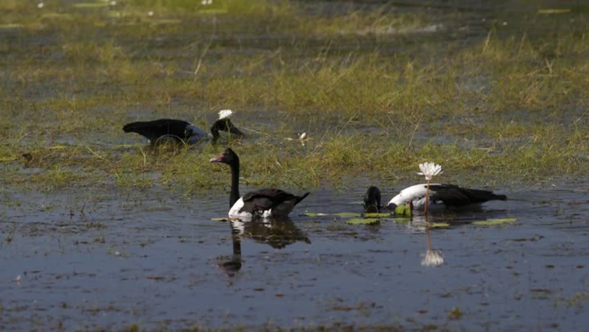 couple of Magpie Geese - Anseranas Semipalmata wading and  grazing in shallow water in australian wetlands