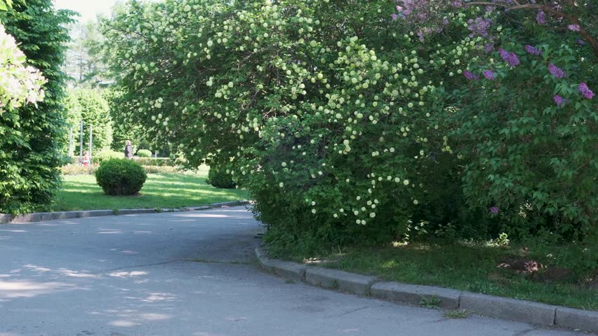 A lush garden path leads gently through vibrant foliage under bright sunlight.