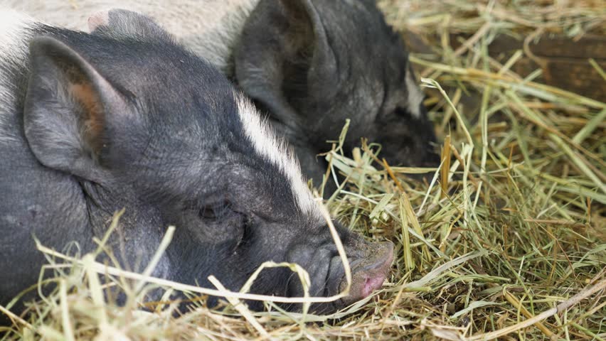 Two adorable pigs resting comfortably on a bed of straw in a cozy barn, showcasing a serene farm atmosphere with soft lighting and natural textures enhancing the peaceful scene
