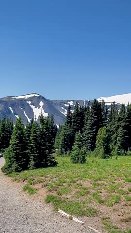Pine Forest Beneath Snow-Capped Mount Rainier (Mount Rainier National Park, Washington, USA)