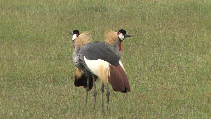 crown crane dancing to their own nuptial song.