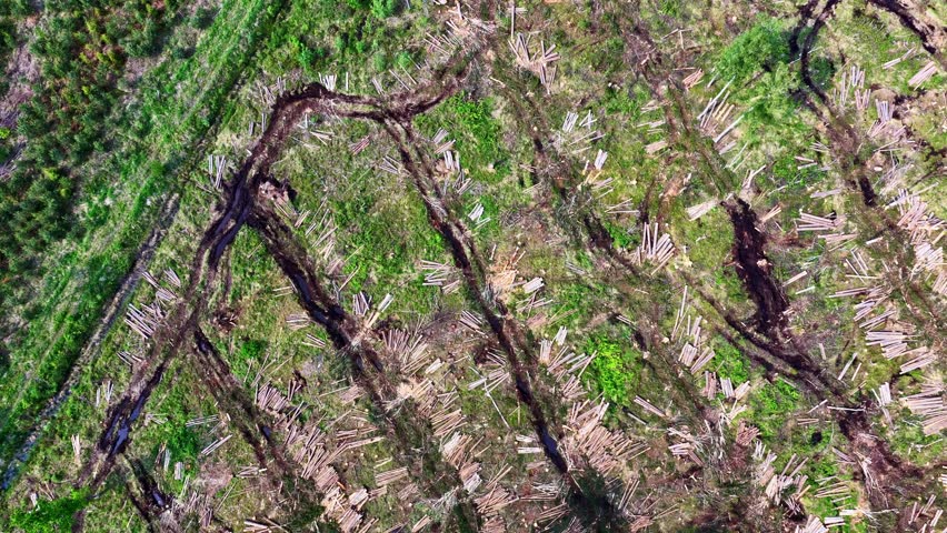 High-angle drone footage showing deep machinery ruts and scattered logs across a cleared forest.