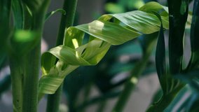 Emerging Monstera leaf unfurling, Tropical botanical green foliage with dramatic sunlight and deep teal shadows. - Powered by Shutterstock - Get 15% off with code: PIKWIZARD15