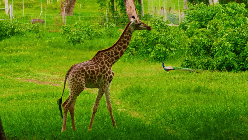 A close up of a giraffe chewing leaves with green forest trees in background