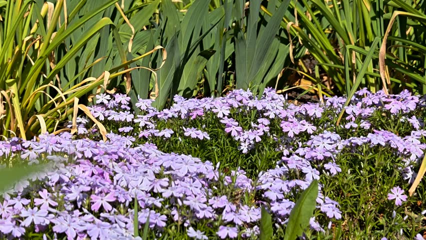 Purple spring flowers blooming in sunny garden landscape