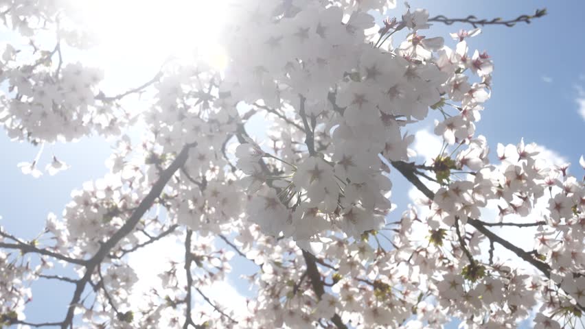 Beautiful Sakura Flowers Blooming Against Clear Blue Sky in Japan, 2026