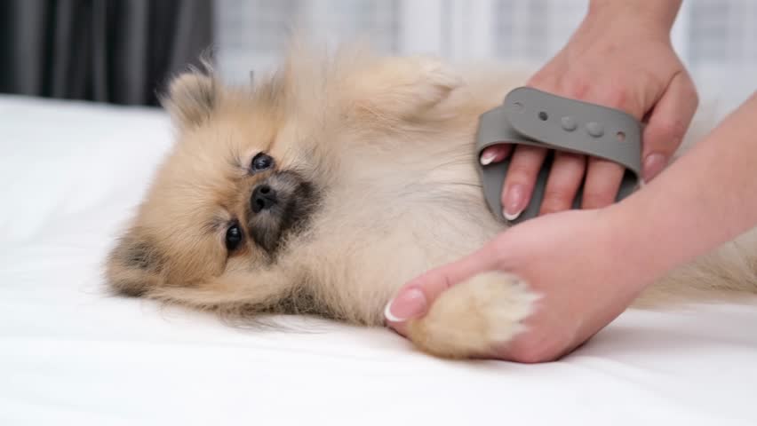 A Pomeranian Spitz is brushed by a woman