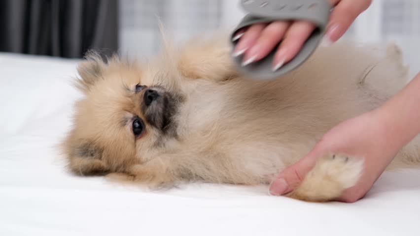 A Pomeranian Spitz is brushed by a woman