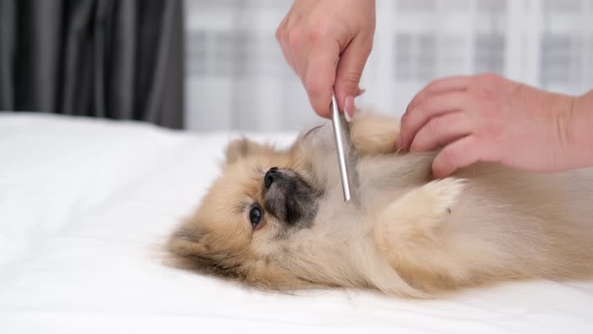A Pomeranian Spitz is brushed by a woman