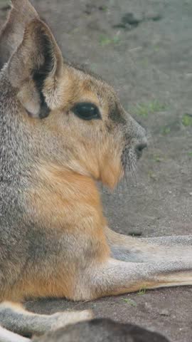 Vertical video. Patagonian mara resting on dirt ground, closeup profile showing alert ears, coarse fur, stretched legs, dry grass surrounds, tranquil reserve mood, conservation emphasis