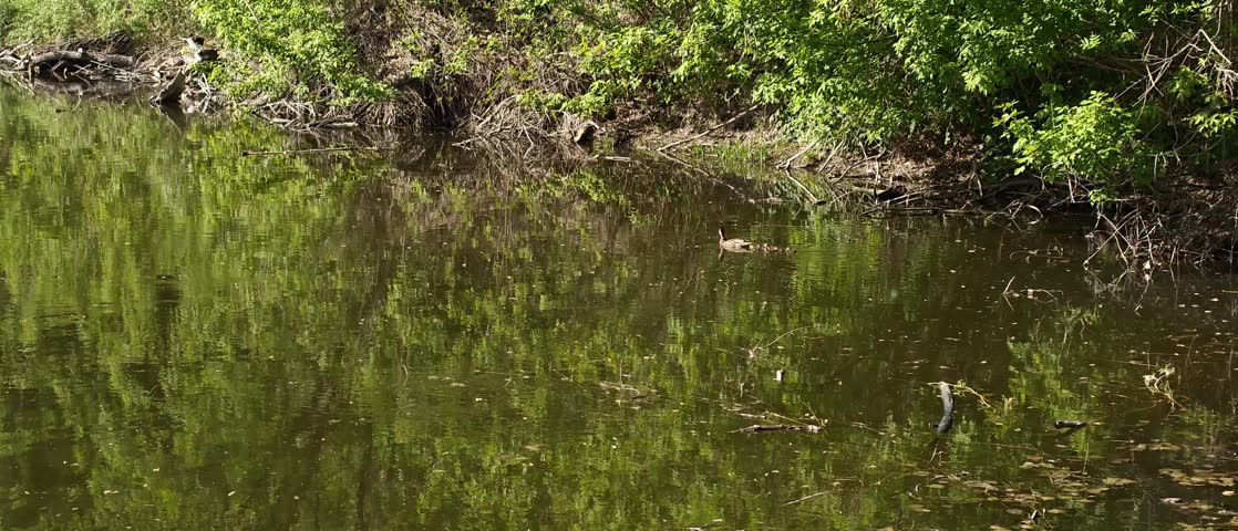 Duck swimming on calm lake in sunny day