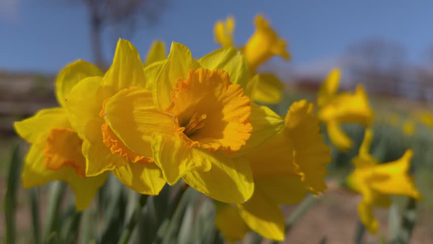 Close-up shot of beautiful blooming yellow daffodil flowers on a sunny spring day.