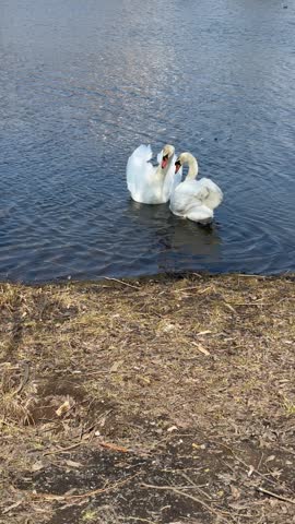 Romantic close up of two white swans forming a heart shape with their necks on blue water. Elegant wild bird couple during courtship mating dance on sunny lake.