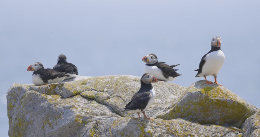 Four puffins rest and preen on a lichen-covered coastal rock against a misty sky
