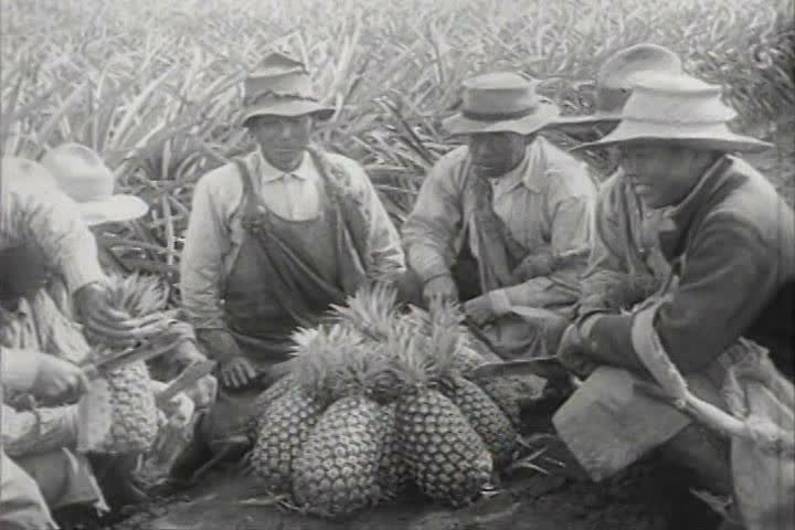 1960s - Pineapples are harvested in Hawaii in 1918.