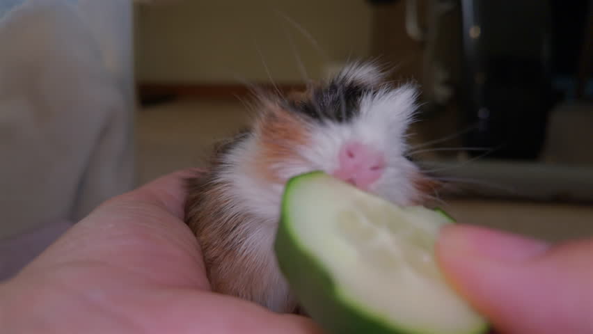 Close up of baby guinea pig eating cucumber from hands, showing cute pet care interaction indoors.