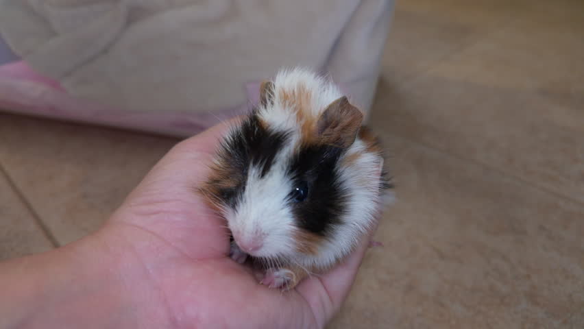 Cute baby guinea pig eating fresh cucumber while being gently held indoors by human hands.