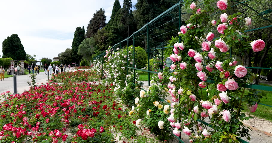 Blooming rose garden at Cimiez Monastery park in Nice with tourists on sunny path. Colorful pink and red rose bushes on metal trellis in French Riviera public garden. Traditional Mediterranean