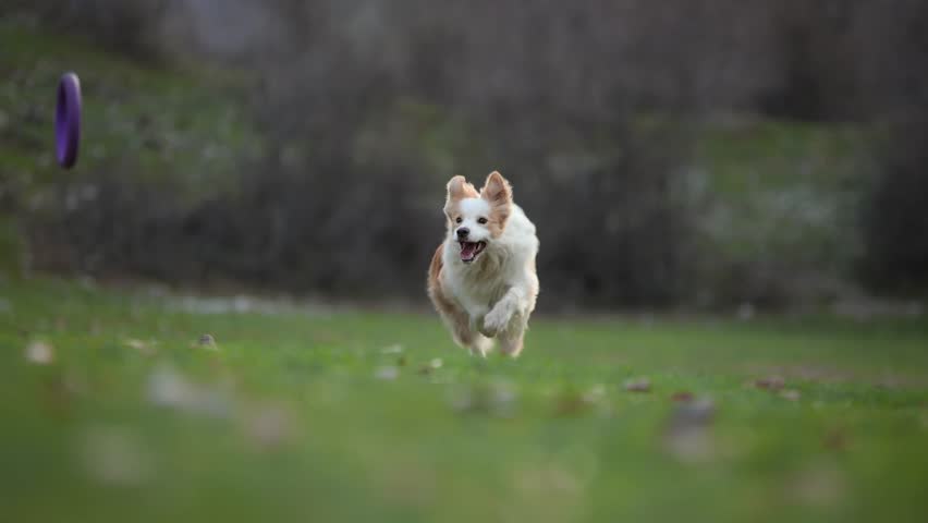 A Border Collie dog runs quickly across a green meadow outdoors. Motion blur and spring grass create energetic cinematic action atmosphere.
