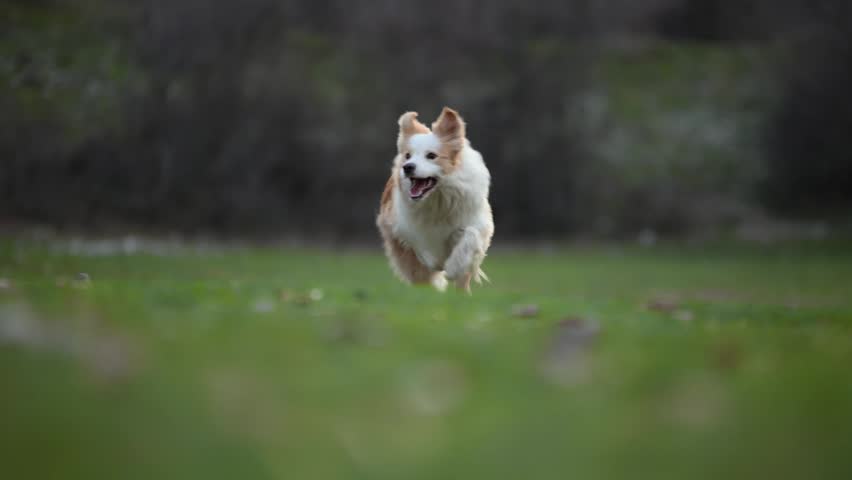 A Border Collie dog runs toward camera across a green meadow outdoors. Cinematic perspective and blurred foreground create energetic motion atmosphere.