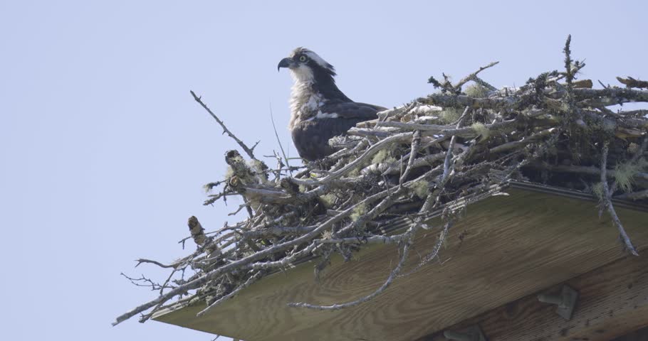An osprey perches atop a nest on a wooden platform, surrounded by sticks and twigs against a clear blue sky.