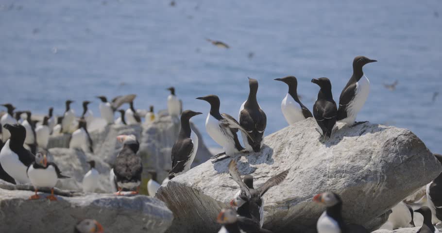 A colony of Common Murre seabirds perched on a rocky coastal outcrop with others flying above and sea in background.