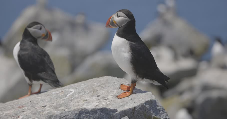 Two Atlantic puffins facing each other atop a rocky coastal perch with blurred shoreline background.