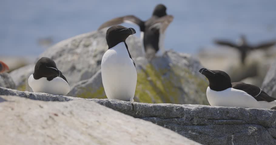 Atlantic puffins socializing on rocky coastal cliffs with grey water in background under overcast light.