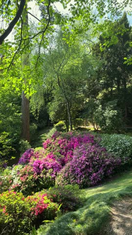 Lush garden path with vibrant pink and purple azalea bushes blooming in spring sunlight on shores of Lake Como Italy with tall green trees.