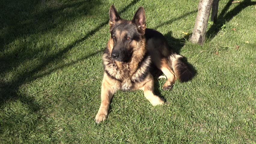 German Shepherd dog lying in the grass 