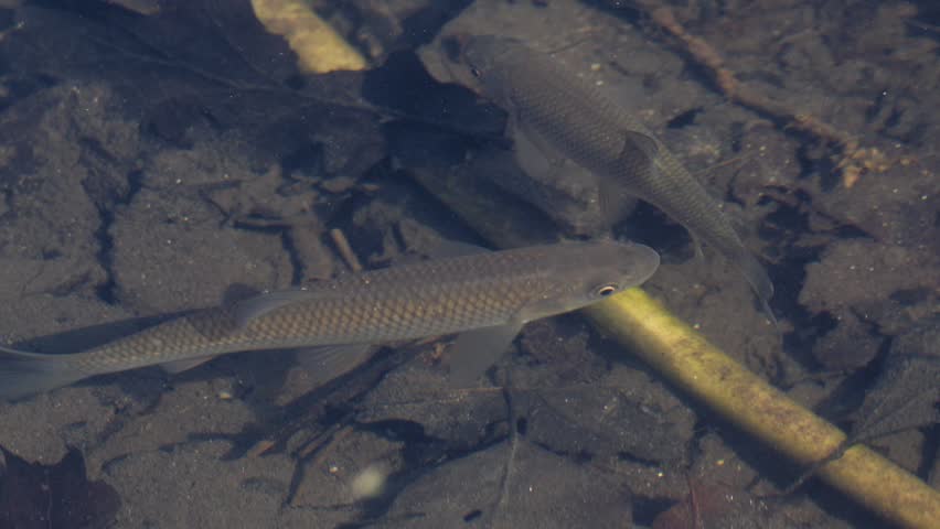 European Chub in Clear Water – 4K Slow Motion (100fps), Fish Swimming with Surface Ripples, Urfahr