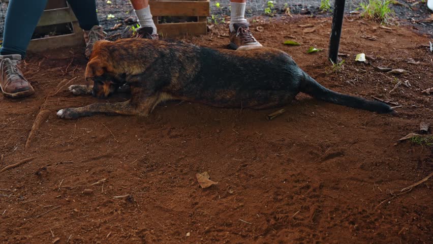 Brindle dog resting on red volcanic soil outdoors. Short haired brindle dog lying on reddish dirt with legs of people in the background.
