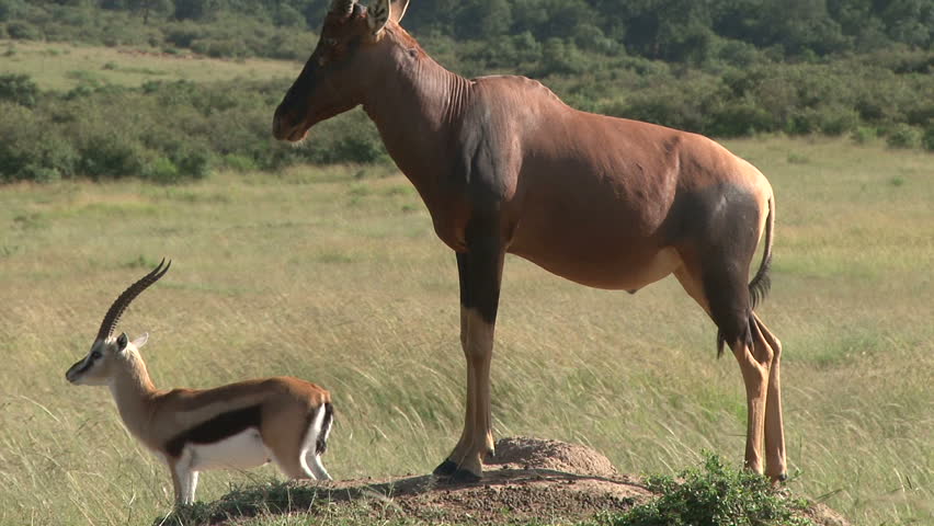 Topi and gazelle on an anthill keeping vigil
