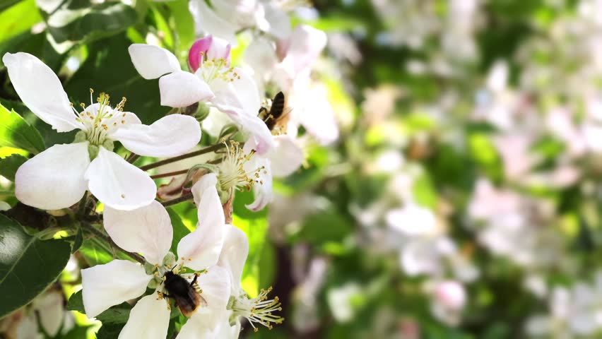 Blooming Apple Tree Flowers With Bees Collecting Pollen Spring Footage. Bee Pollination On Apple Blossom Tree Spring Nature Macro Video