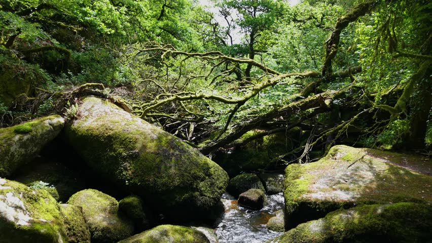Drone low level shot tilting up through forest with sunlight and trees in Brittany France 4K