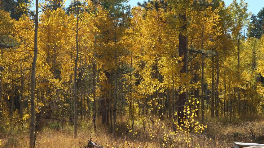 Autumn woodland filled with vibrant golden leaves and trees