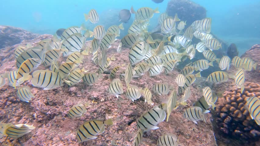 Large school of Convict Tangs grazing along a tropical coral reef. The video features dozens of small fish moving in a synchronized fluid motion over coral structures in clear blue water