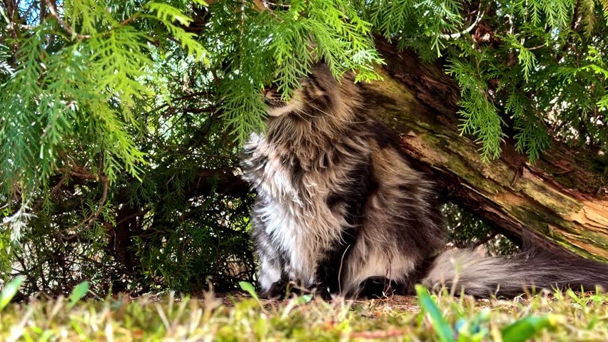 Cat resting under tree roots in shaded natural environment with surrounding greenery