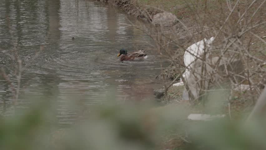 Two Ducks by the Water