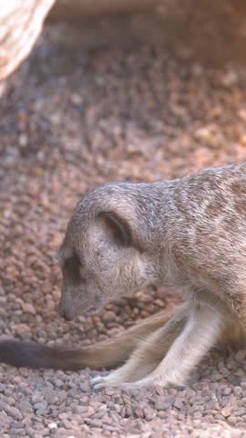 A close-up shot of a meerkat sitting on pebbles, looking around in natural light