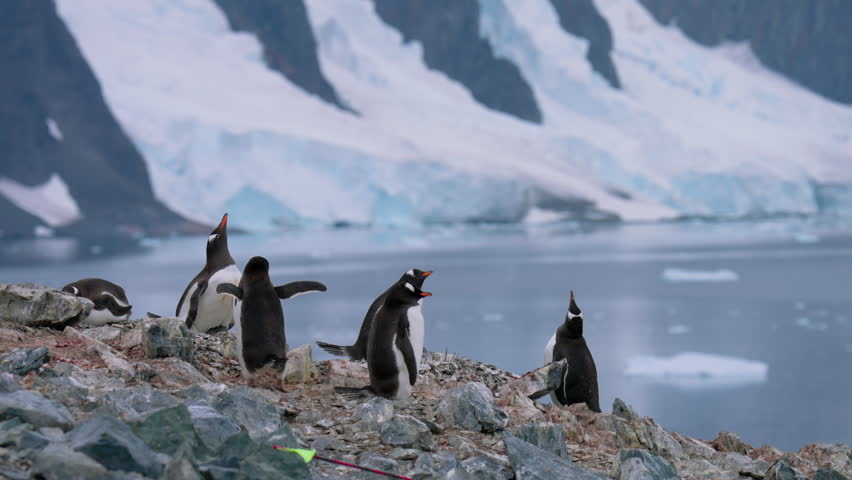 Group Of Gentoo Penguins Standing At The Rocky Shores With Icebergs On Danco Island In Antarctica. Selective Focus Shot