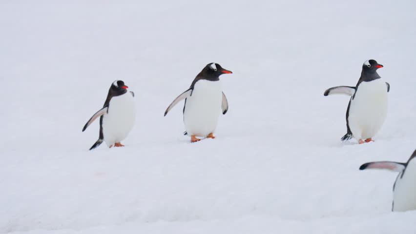 Adorable Gentoo Penguins Walking On A Snow-covered Landscape Near Danco Island On The Antarctic Peninsula. Static Shot 
