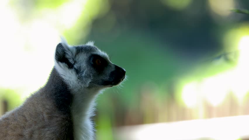 A ring-tailed lemur looks up and around against a soft green bokeh background