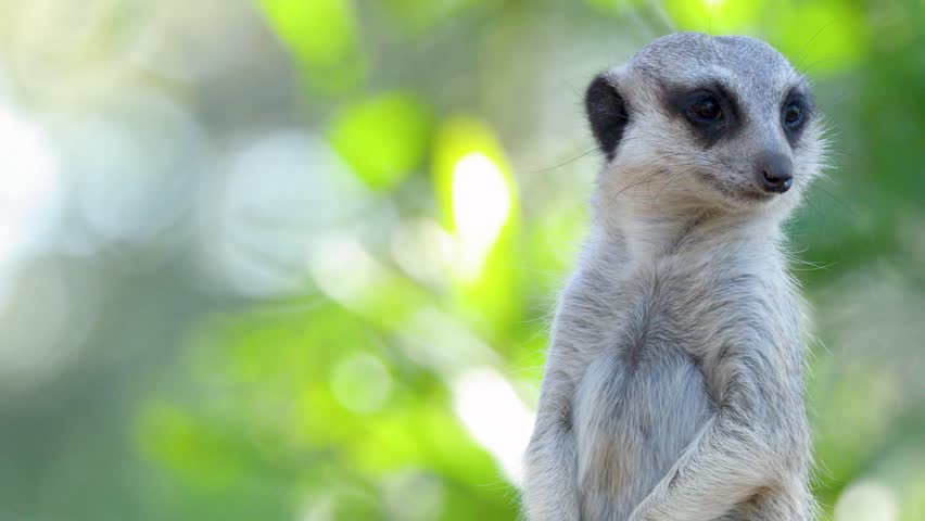 A meerkat stands alert, scanning its environment with a blurred green foliage background