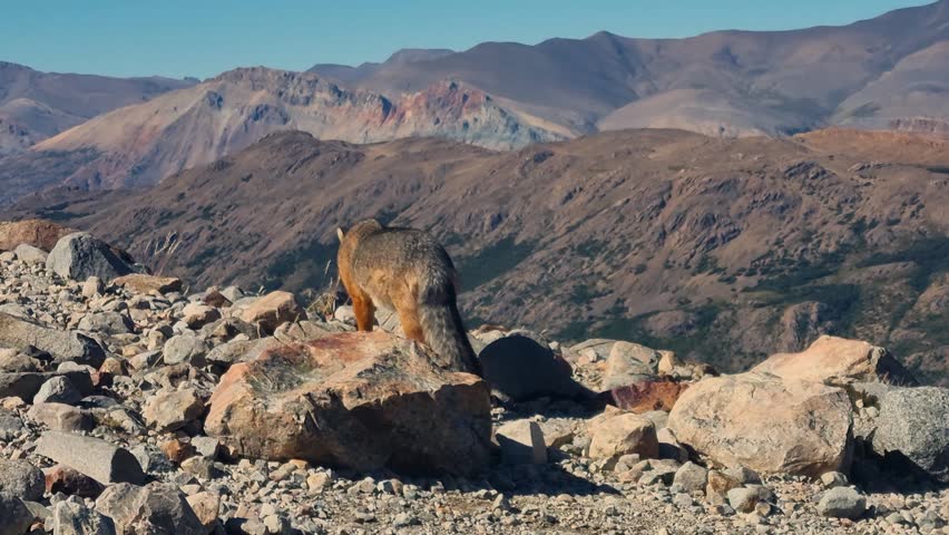 An Andean fox (Culpeo, Lycalopex culpaeus) moves through a rocky high-mountain landscape beneath a clear blue sky, revealing native South American wildlife in its natural environment, Argentina
