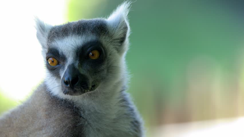 A close up portrait of a ring tailed lemur turning its head outdoors in daylight
