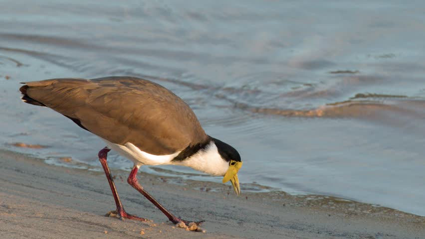 A masked lapwing plover searches for food along a sandy riverbank in soft daylight